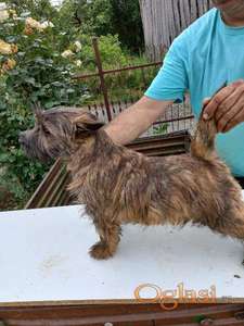 Kern terijer štenci